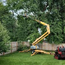 Trusted Wallace, ID Tree Care Services Experts