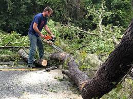 Best Tree Trimming and Pruning  in Wallace, ID