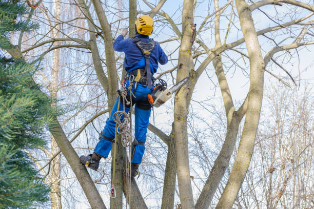 Mulching Services in Wallace, ID